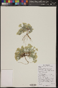 Physaria arizonica image