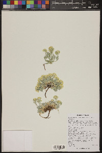 Physaria arizonica image