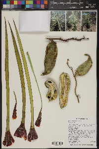 Yucca baccata image