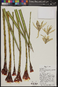 Yucca baccata image