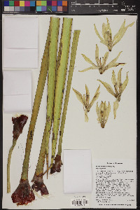 Yucca baccata image