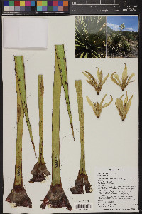 Yucca baccata var. brevifolia image