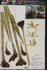 Yucca baccata image