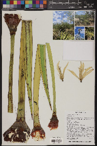 Yucca baccata image