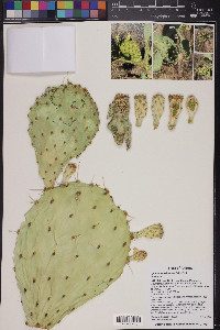 Opuntia engelmannii image