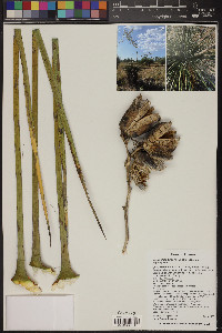 Yucca elata var. elata image