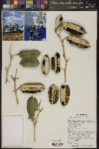 Yucca elata var. elata image