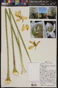 Yucca elata var. elata image