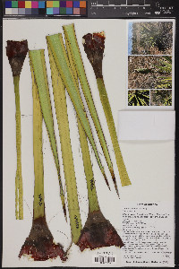 Yucca baccata image