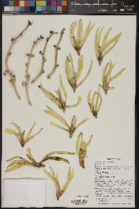 Yucca baccata image