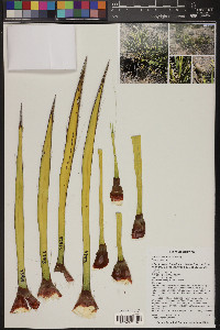 Yucca baccata image