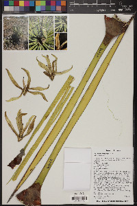 Yucca baccata image