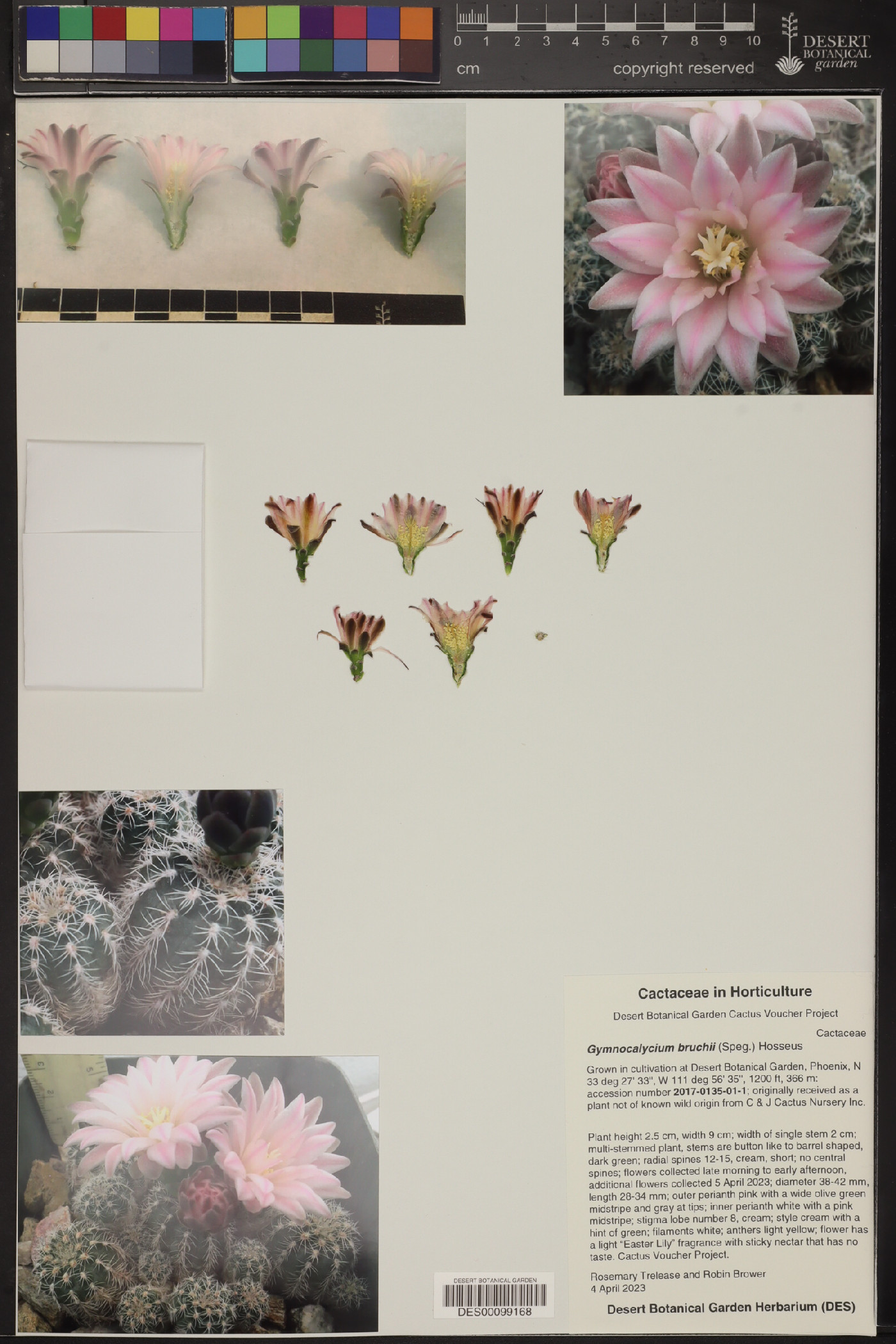 Gymnocalycium bruchii image