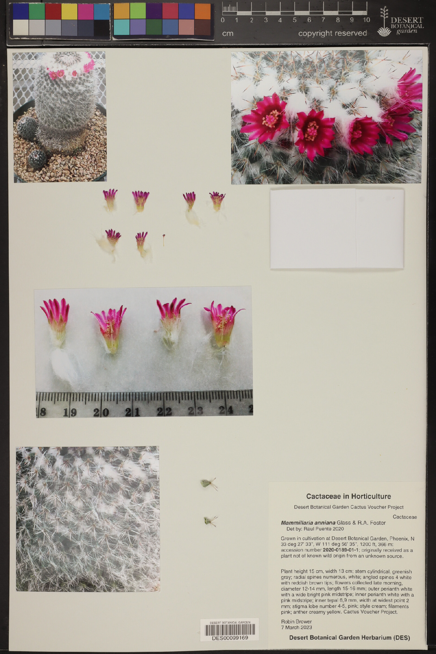 Mammillaria anniana image