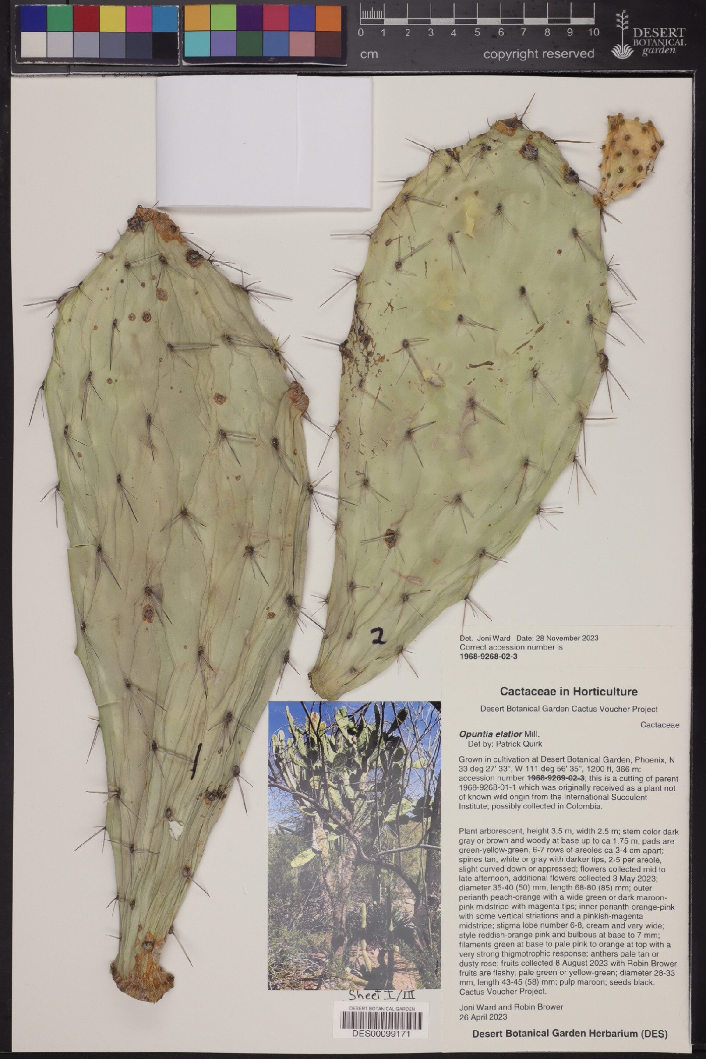 Opuntia elatior image