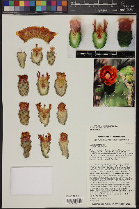 Opuntia elatior image