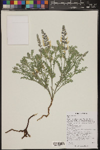 Sophora nuttalliana image