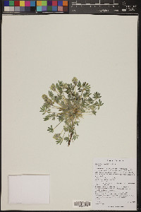 Lupinus brevicaulis image