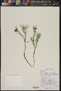 Phlox longifolia image