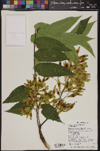 Ailanthus altissima image