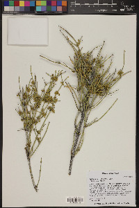 Ephedra nevadensis image