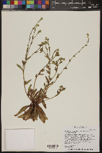 Eremocarya micrantha image