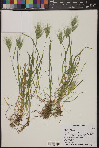 Bromus rubens image