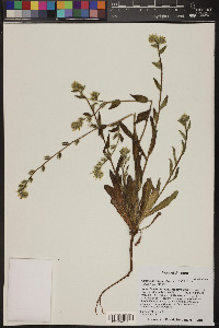 Amsinckia intermedia image