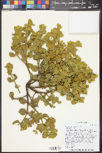 Phoradendron leucarpum subsp. tomentosum image