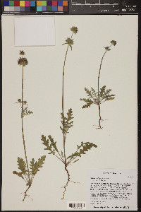 Salvia columbariae image