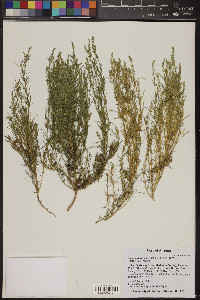 Suaeda calceoliformis image