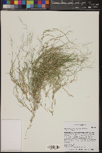 Muhlenbergia microsperma image