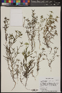 Cryptantha maritima image