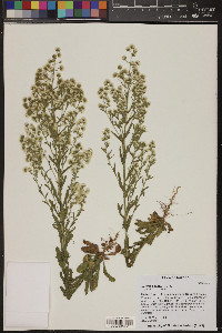 Laennecia coulteri image