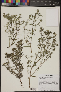 Cryptantha maritima image