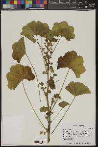 Malva parviflora image