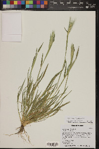 Hordeum murinum image