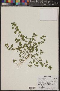 Veronica persica image