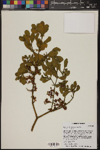 Phoradendron leucarpum subsp. leucarpum image