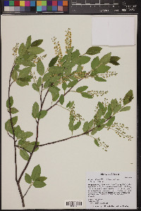 Prunus serotina var. virens image