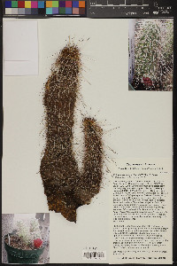 Echinocereus apachensis image