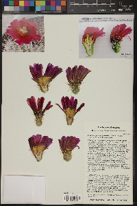 Echinocereus apachensis image