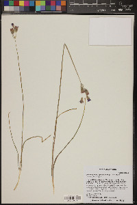 Dichelostemma congestum image