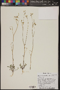 Allophyllum gilioides image