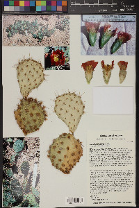 Opuntia pinkavae image