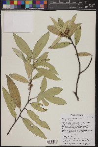 Quercus hypoleucoides image