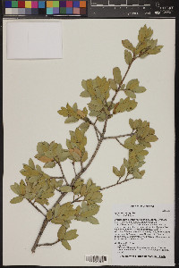 Quercus emoryi image