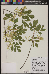 Fraxinus velutina image