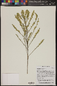 Baccharis pteronioides image