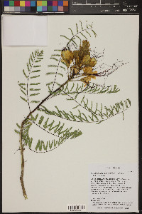 Caesalpinia gilliesii image